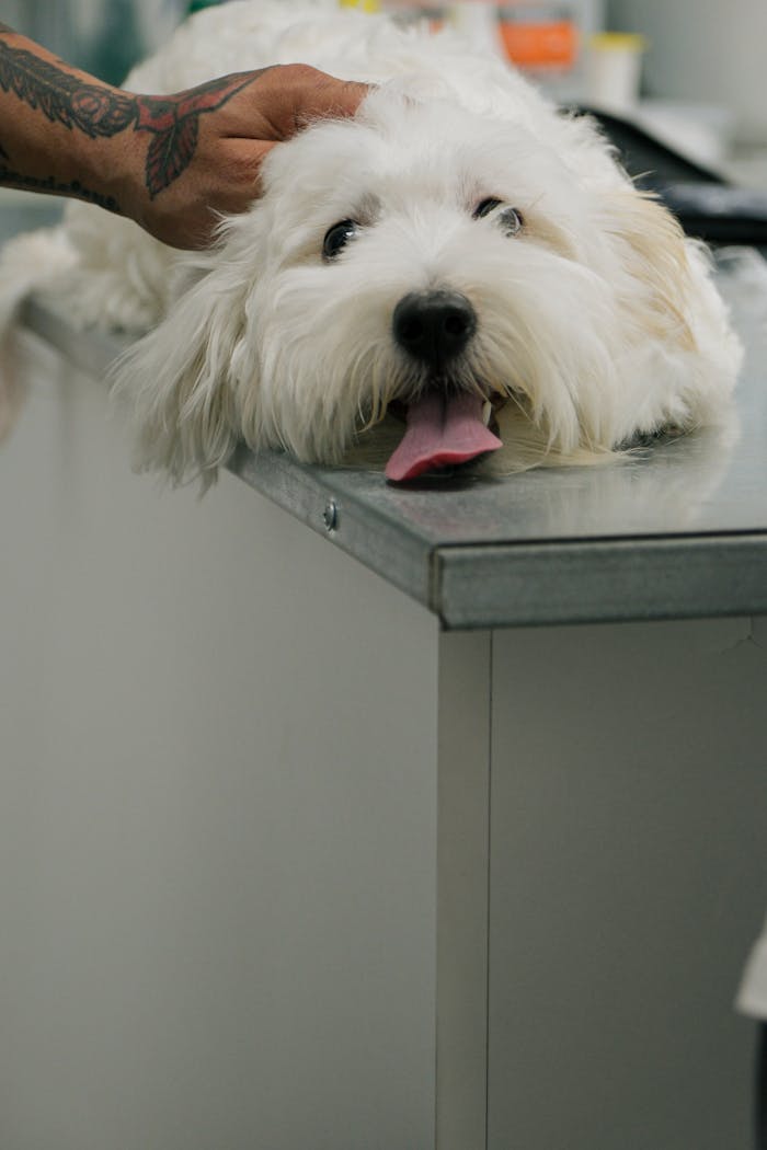 Adorable fluffy dog being comforted at the veterinarian's clinic, showing its tongue.